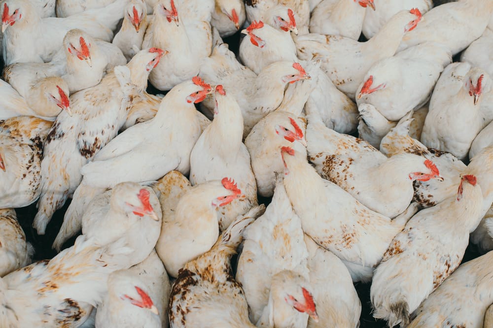 Poultry equipment gallery