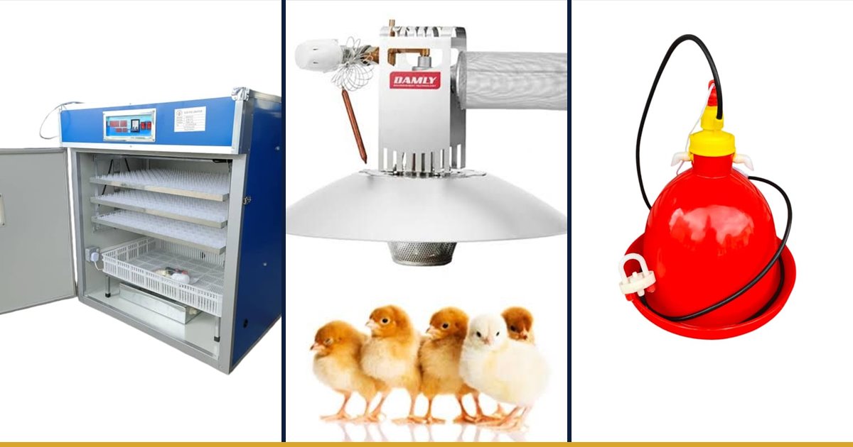 Egg incubator, gas brooder and automatic drinker for starting a poultry farm