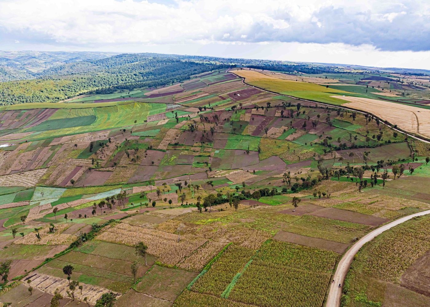 Aerial view of a patchwork of small farms on rolling sloping land at Mau Narok, Kenya, with a forested ridge behind and a murram road curving through the fields