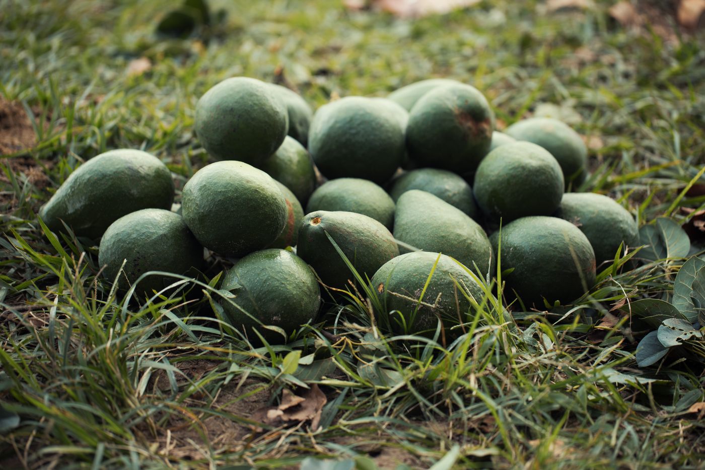 Freshly picked green avocados piled on grass in the shade of an orchard after harvesting