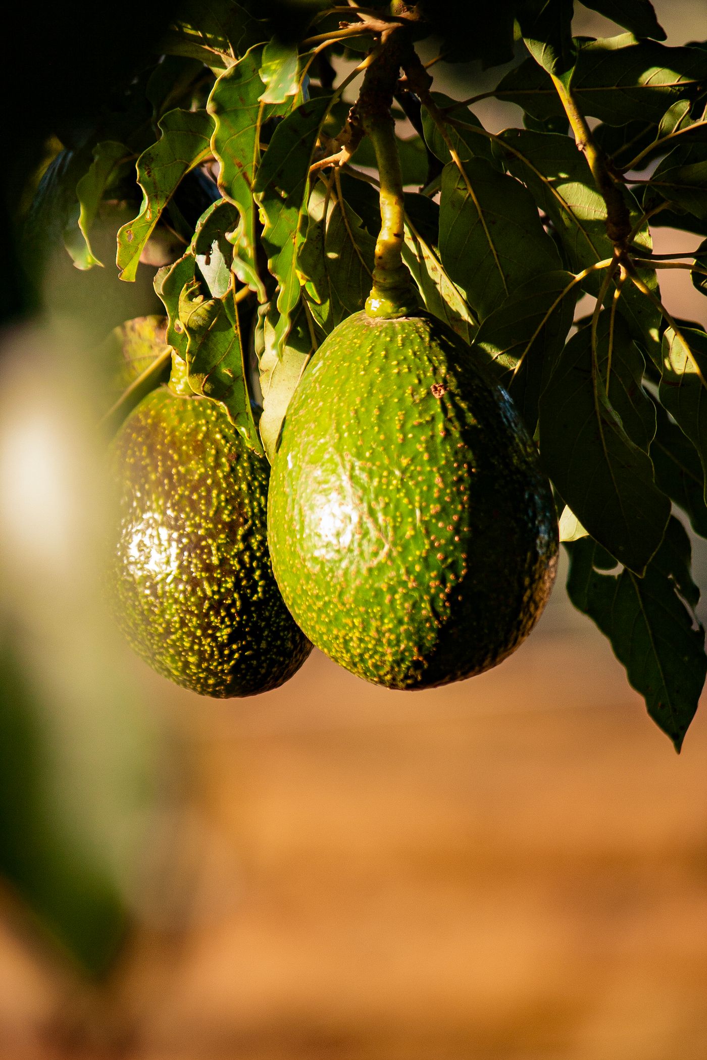 Two green avocados hanging from a leafy branch in warm sunlight, photographed on a farm in Eswatini