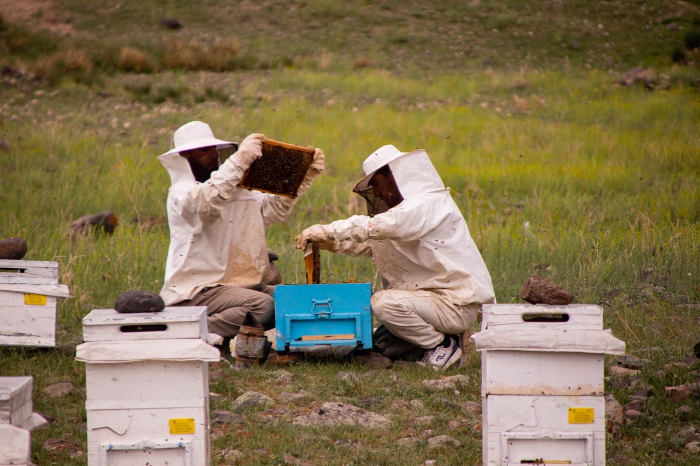 Two beekeepers in white protective suits and veils lifting a frame of bees from an open hive in a grassland apiary, with a smoker on the ground beside them