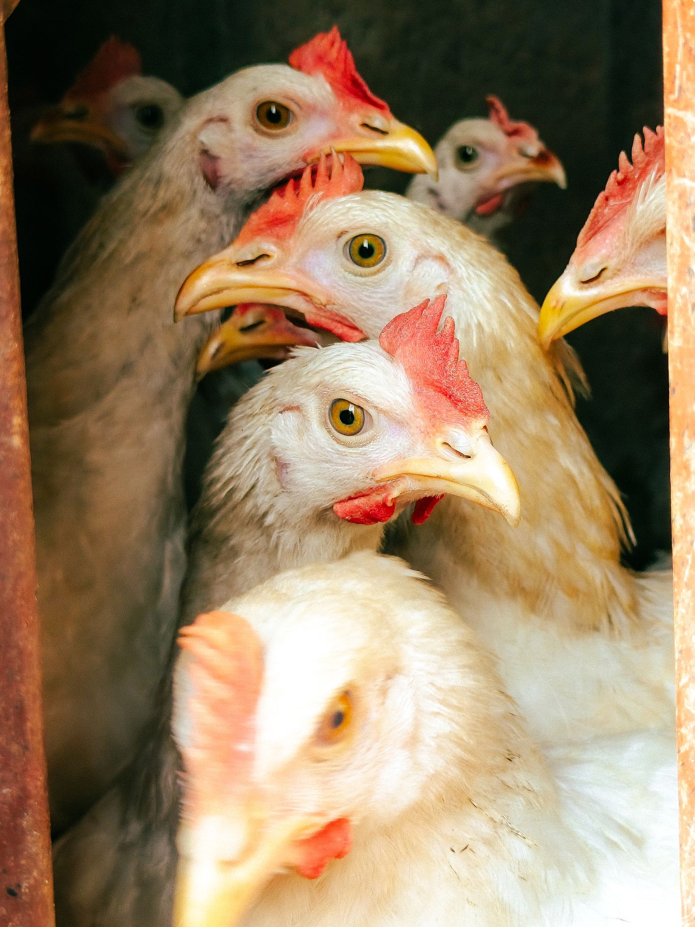 Close-up of several white chickens with red combs crowded together and looking out between the posts of a coop, in Lagos, Nigeria