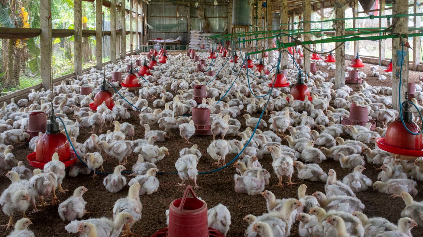 A warm open-sided poultry house packed with young chicks under rows of hanging red feeders and drinkers on deep litter