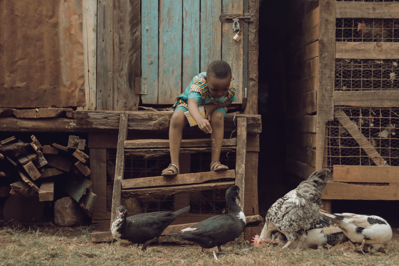 A young boy feeds ducks and poultry at the doorway of a timber and wire-mesh poultry house on a rural Kenyan farm