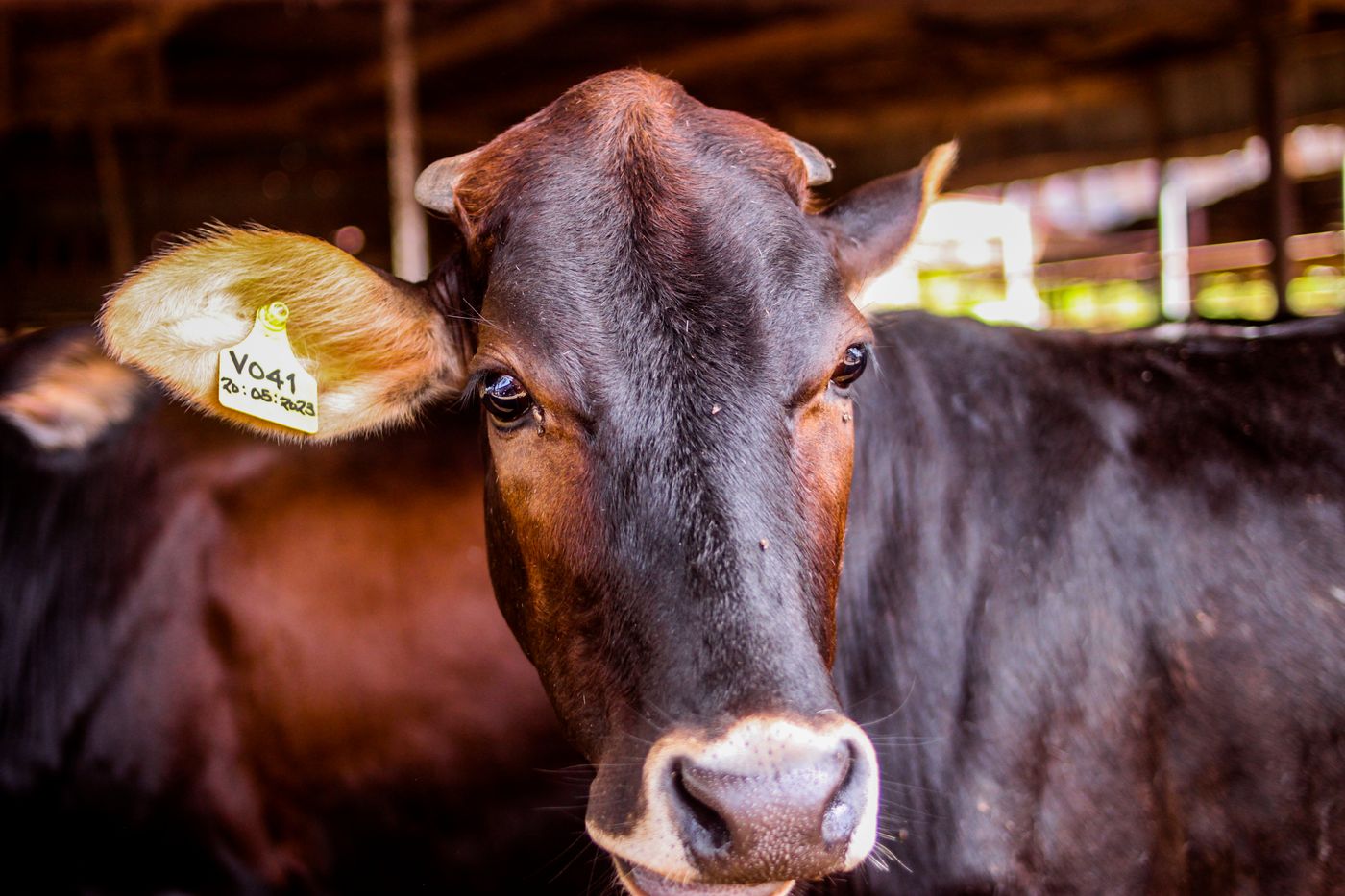 Close-up of a brown cow with a yellow numbered ear tag looking at the camera inside a farm shed, in Kaduna, Nigeria