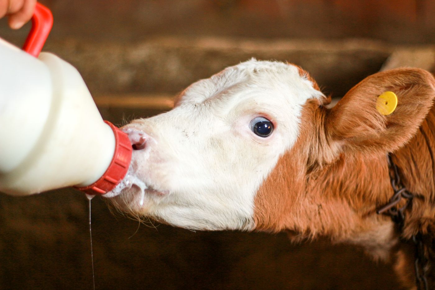 A young tagged calf sucking milk from a teat bottle held by a farmer, the standard way to feed a calf in its first weeks