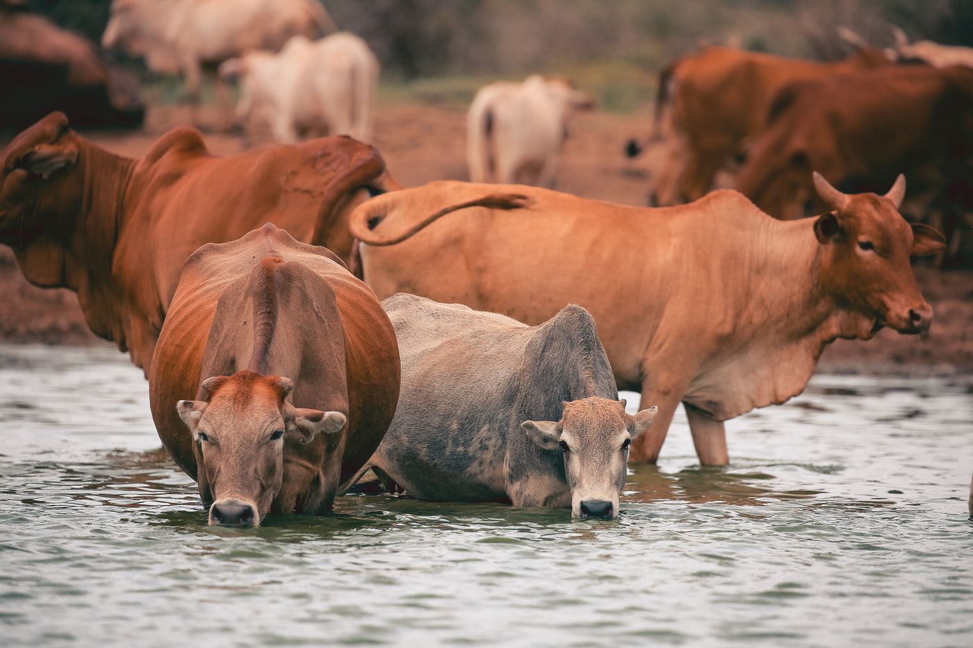 Brown and grey zebu cattle standing in shallow open water and drinking, with more of the herd on the red earth bank behind, in Kenya