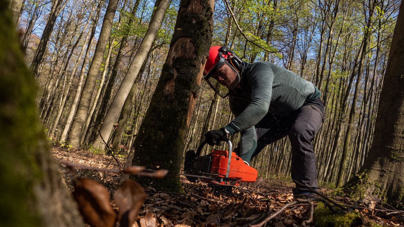 Chainsaw operator in a safety helmet with face visor and ear defenders making a felling cut at the base of a tree