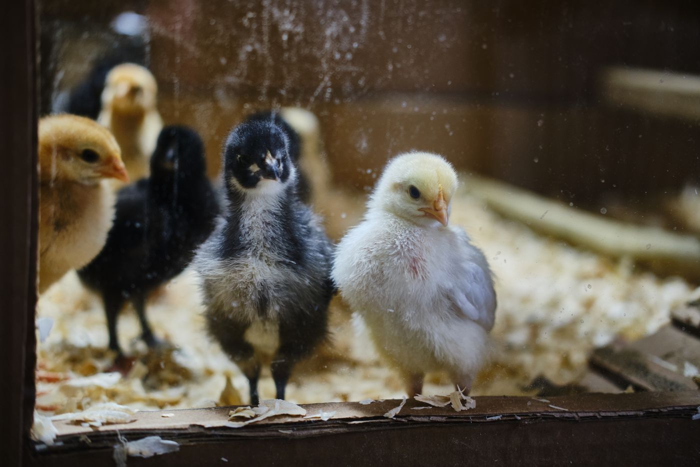 Day-old chicks standing on wood shavings litter inside a warm brooder pen