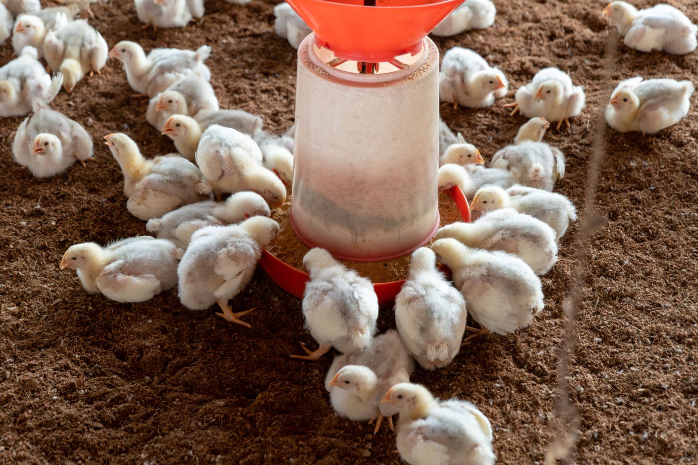 White broiler chicks clustered in a ring around a red tube feeder on deep-litter bedding in a poultry house