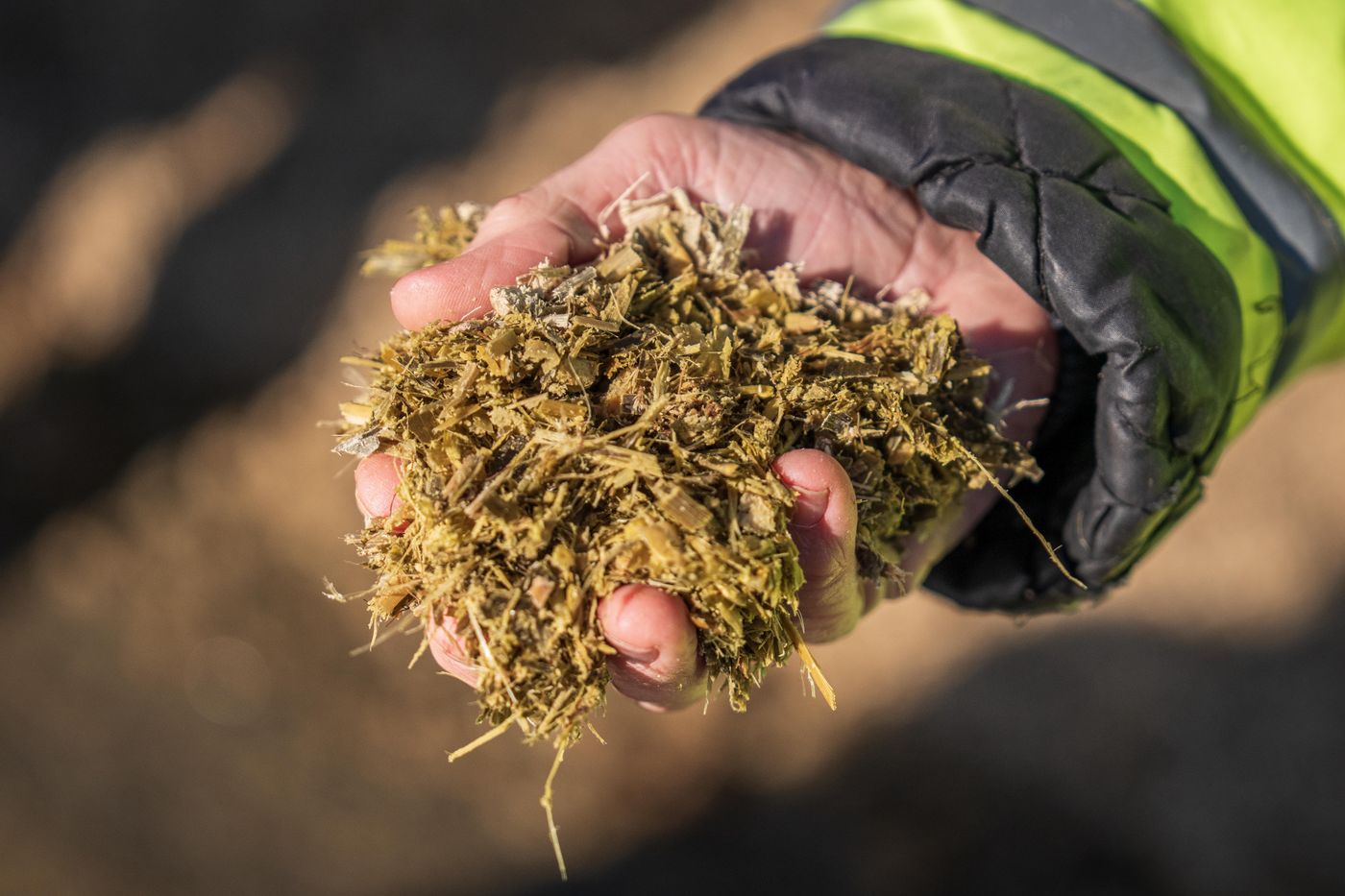 A gloved hand holding a handful of finely chopped forage, with short pieces of stem and leaf, against a blurred background