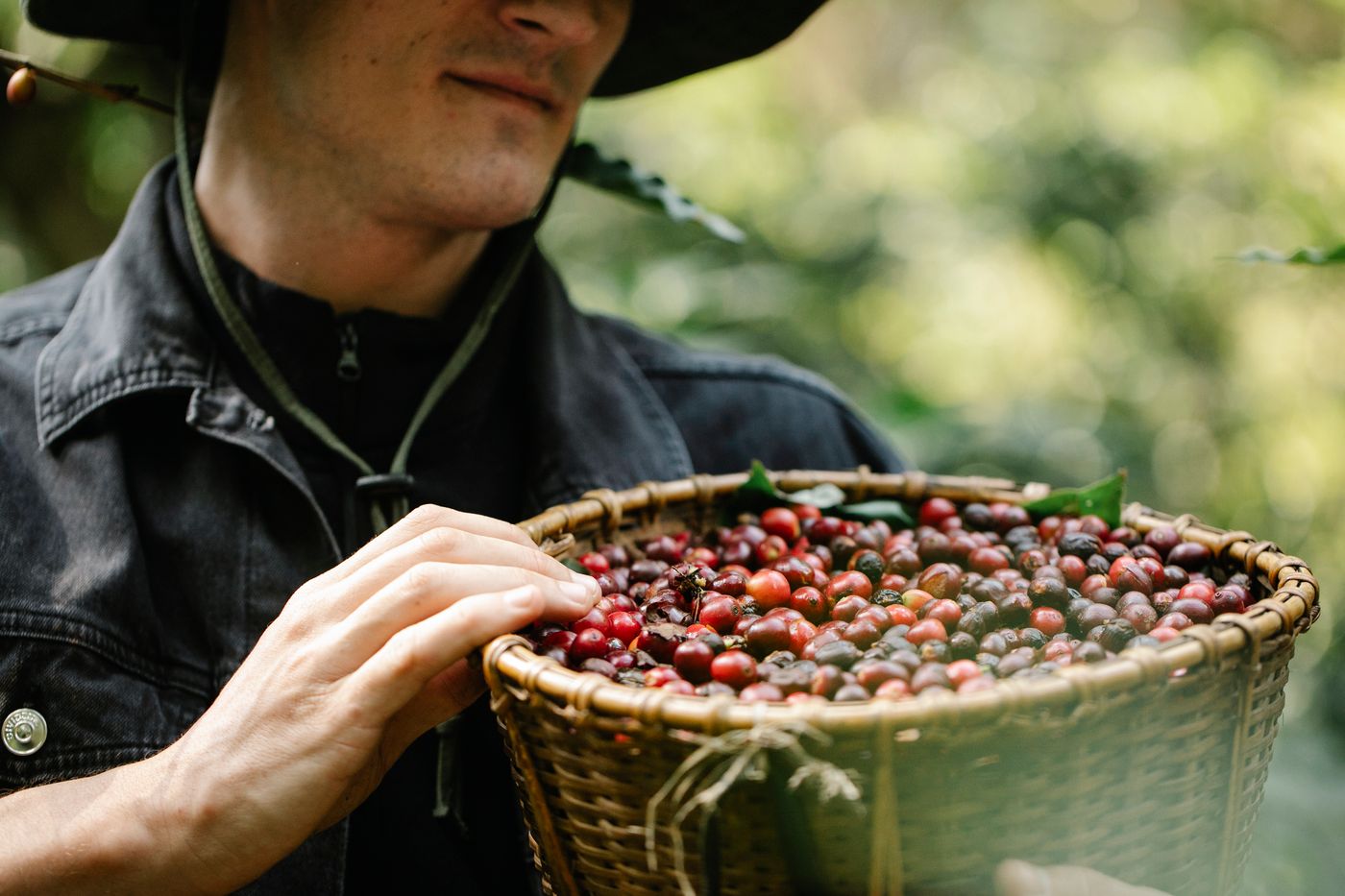 Coffee farmer holding a woven basket filled with freshly picked red coffee cherries
