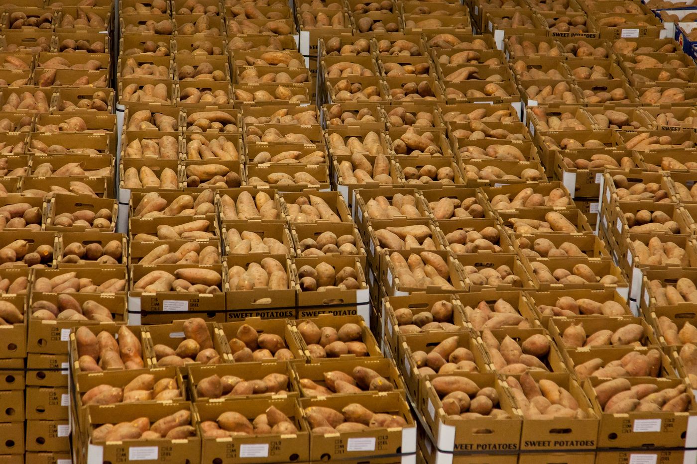 Rows of ventilated boxes filled with graded root vegetables stacked in a produce storage hall