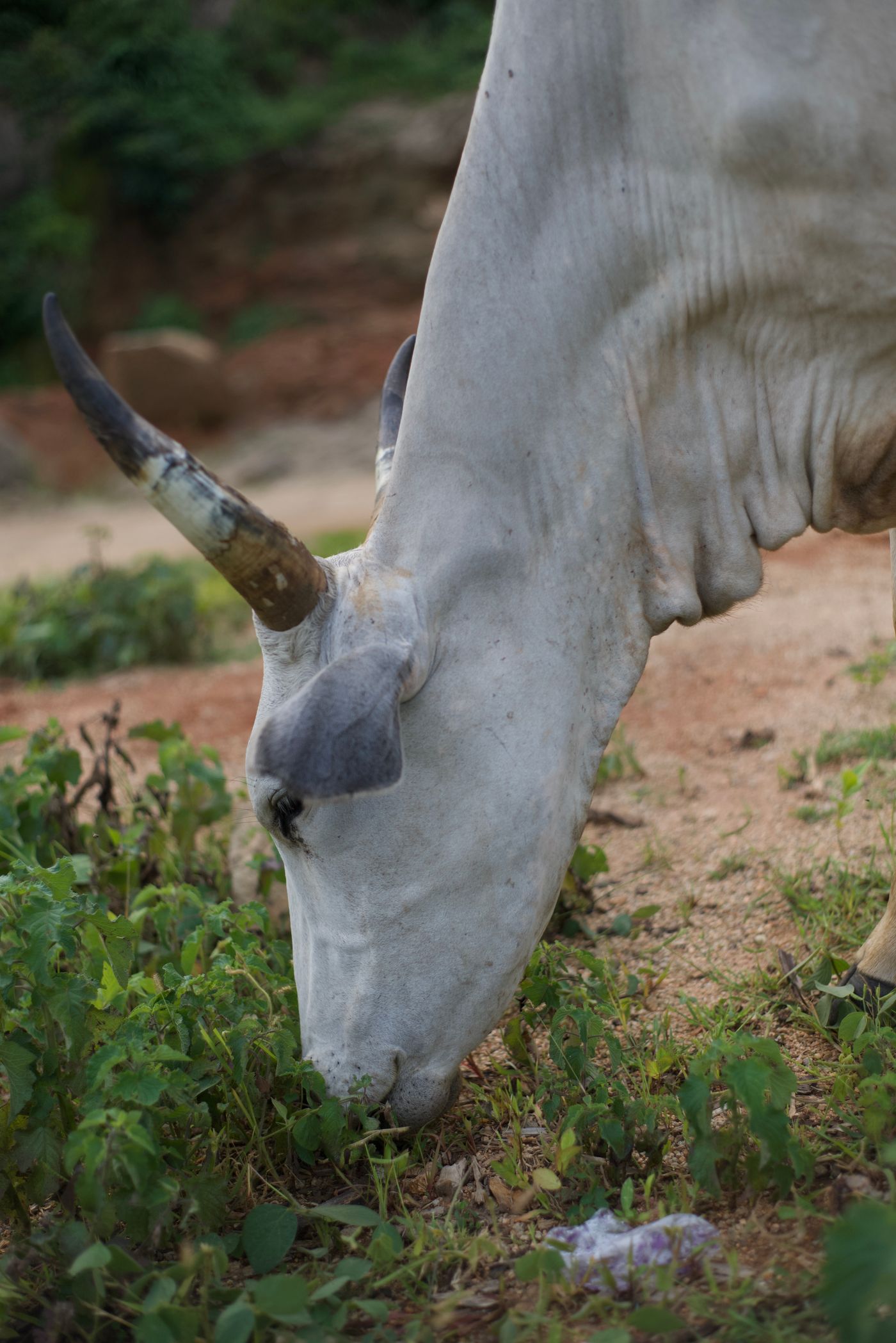 A white zebu cow with long horns grazing low on green weeds and red soil, with a discarded plastic wrapper lying on the ground beside its muzzle