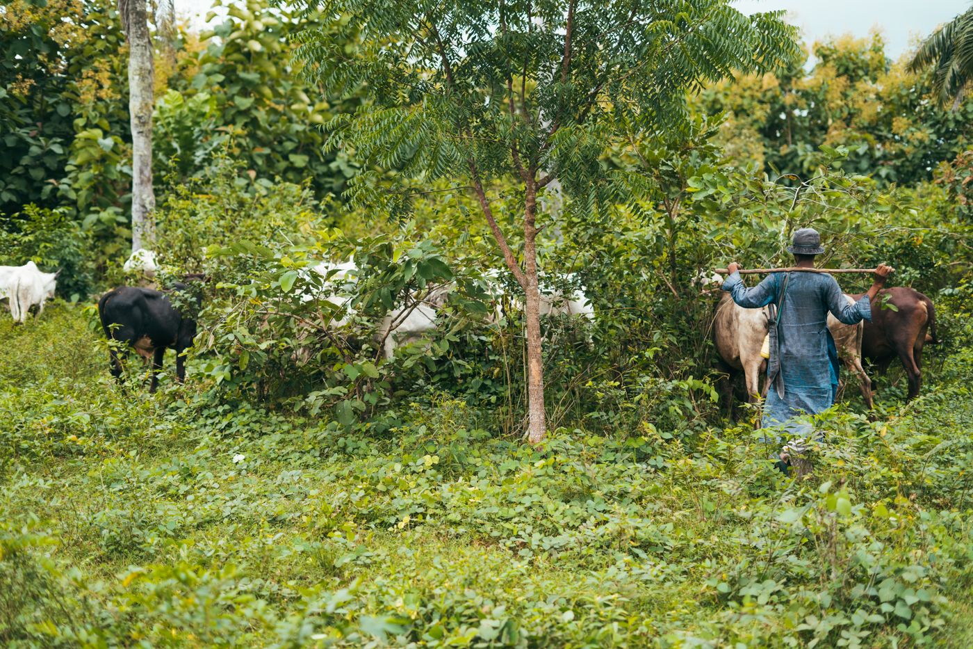 A Kenyan smallholder farmer walking his herd of dairy cattle through green bushland in the morning