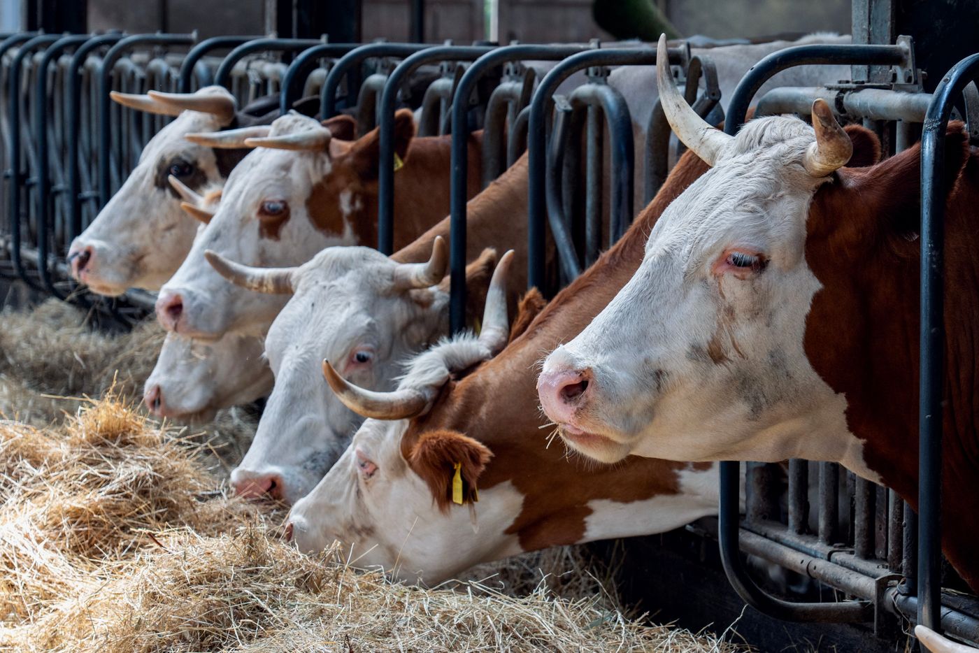 Dairy cows with their heads through a feed barrier eating hay in a covered shed