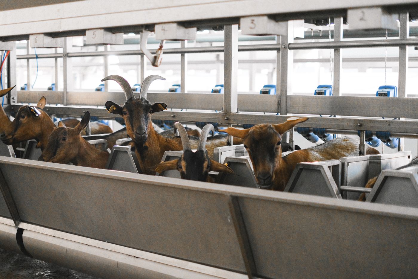 Brown Alpine-type dairy goats standing at a feed barrier in a milking parlour