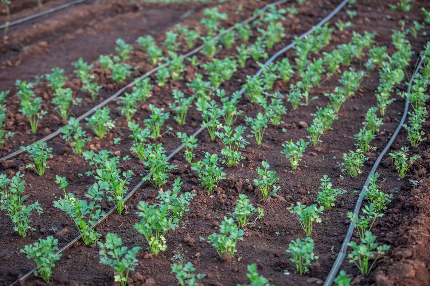 Driplines laid along rows of young seedlings in red soil, every emitter on the line still running