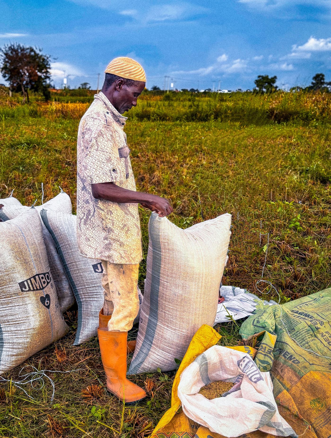 An African farmer in a cap and gumboots checking a row of filled sacks standing in a green field