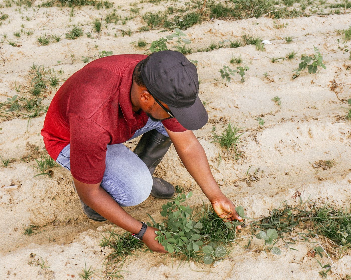 A farmer in a red shirt, cap and gumboots crouching to check young plants and weeds growing in sandy crop rows