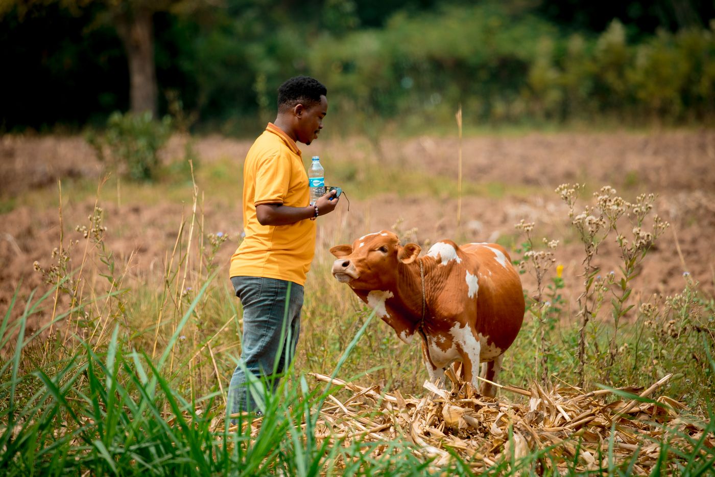 A man in a yellow shirt holding a water bottle stands beside a brown and white cow among dry maize stalks and grass on a farm in Homa Bay, Kenya