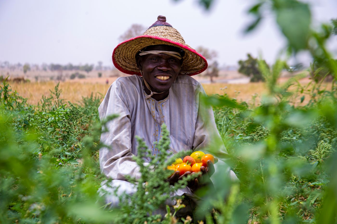 A smiling farmer in a wide straw hat crouching among green plants and holding a handful of ripe red and yellow tomatoes, in Nigeria