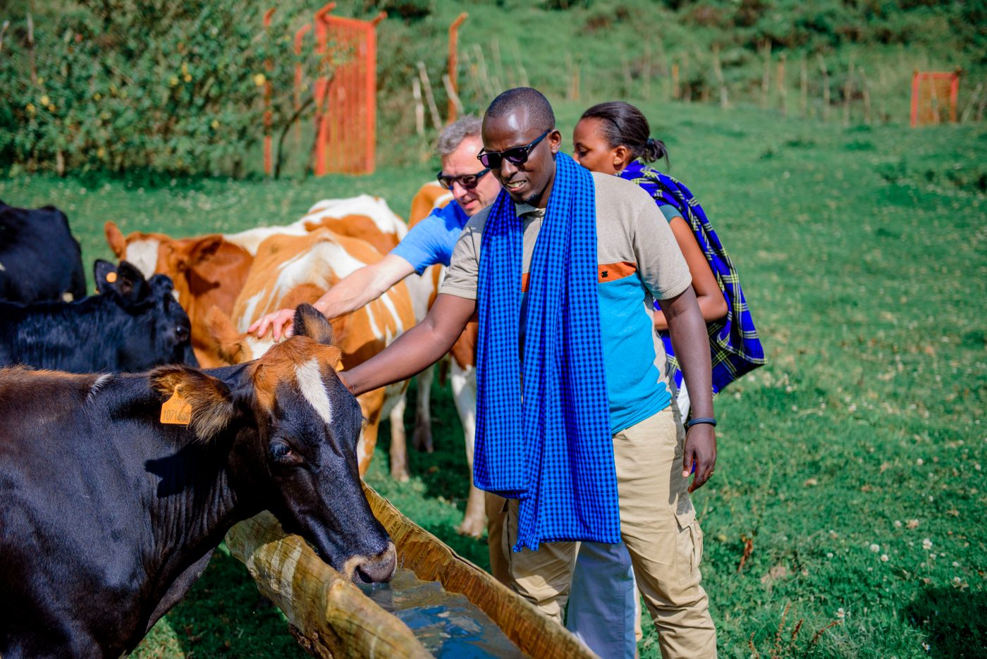 A smiling African farmer in a blue checked shuka and a visitor stroking ear-tagged dairy cows drinking from a wooden trough on a green hillside farm, with a woman behind them