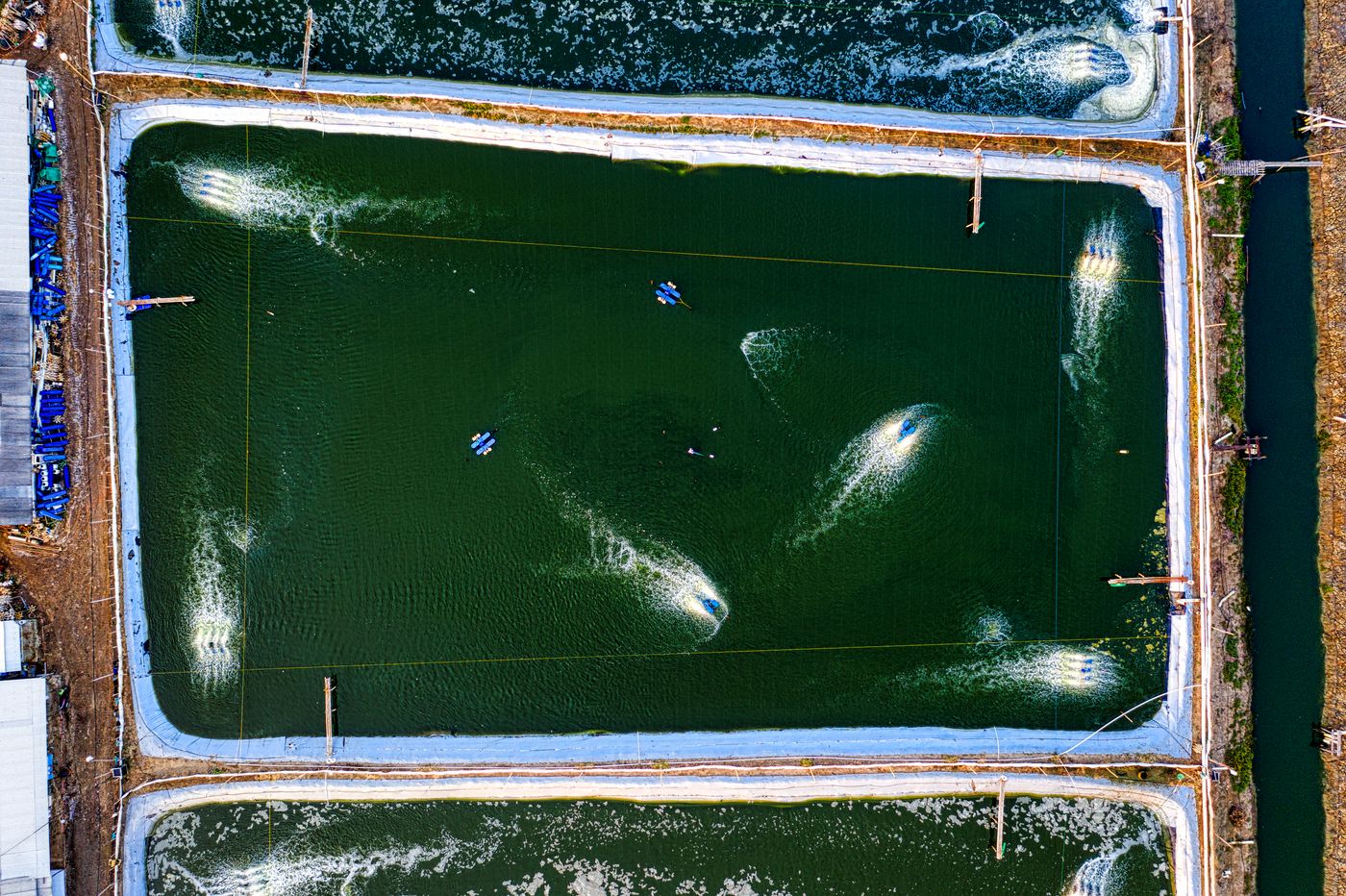 Aerial view of aquaculture ponds in production with paddlewheel aerators churning oxygen into the water