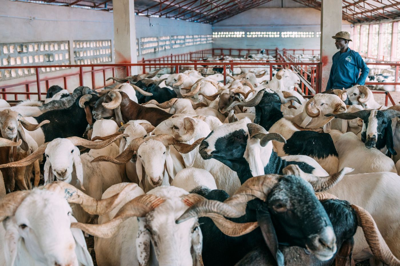 African farmer in a blue work coat standing among a pen of horned goats and sheep inside a raised livestock house