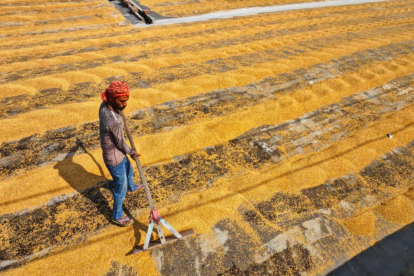 Farm worker turning golden grain spread in a thin layer on a clean drying floor with a wooden rake under strong sunshine