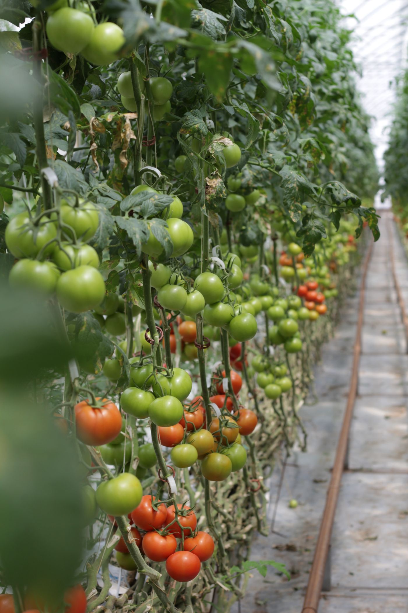Rows of trellised tomato plants inside a bright greenhouse in Kenya, with a drip irrigation line running along the path