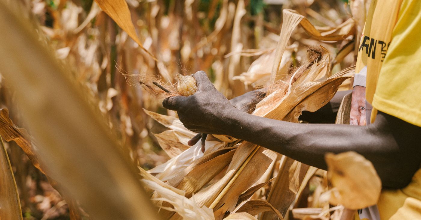 An African farmer's hand picking a dry maize cob in a sunlit field, the raw maize that a hammer mill or disc mill grinds into meal