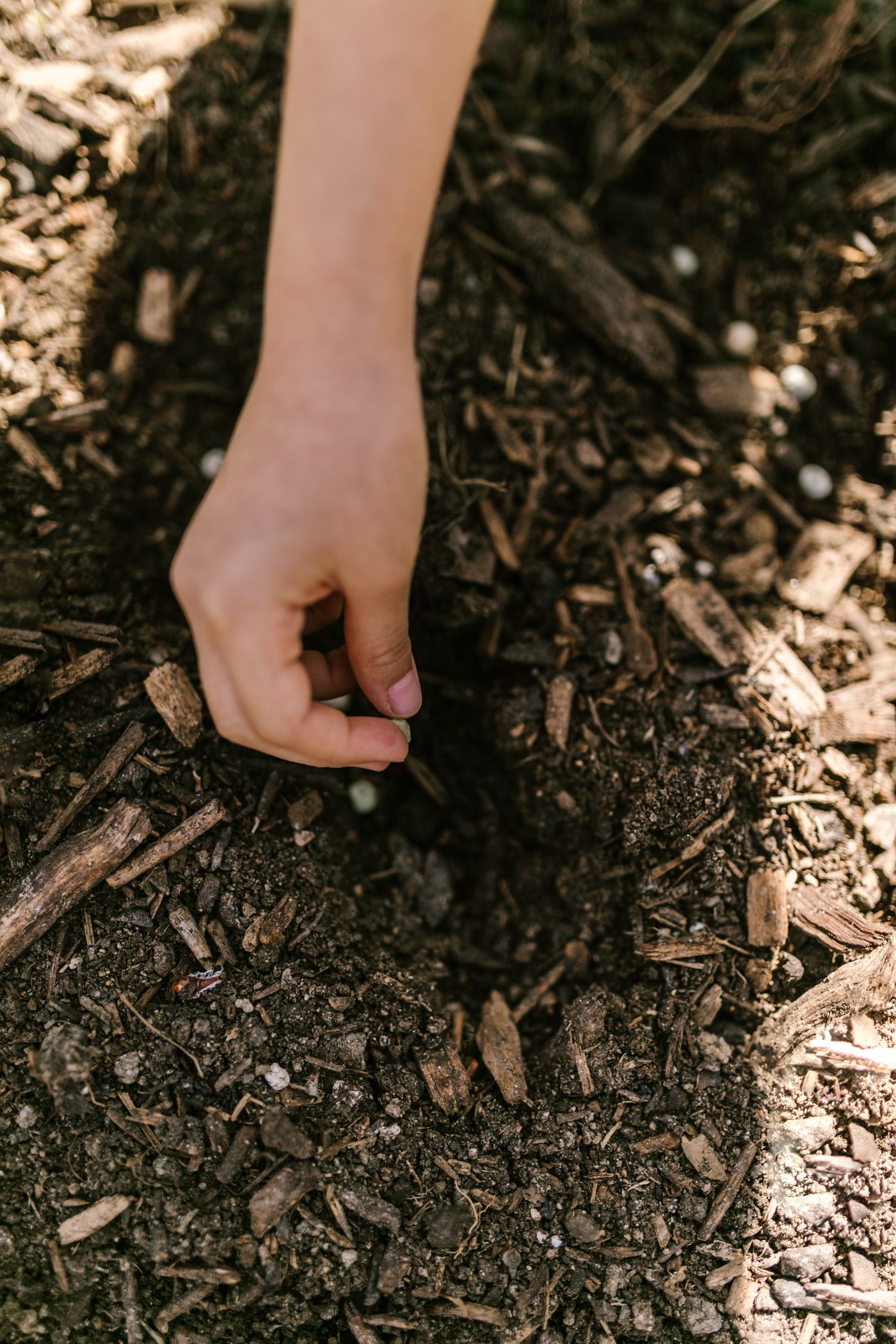 A hand carefully placing a single seed into dark, prepared soil
