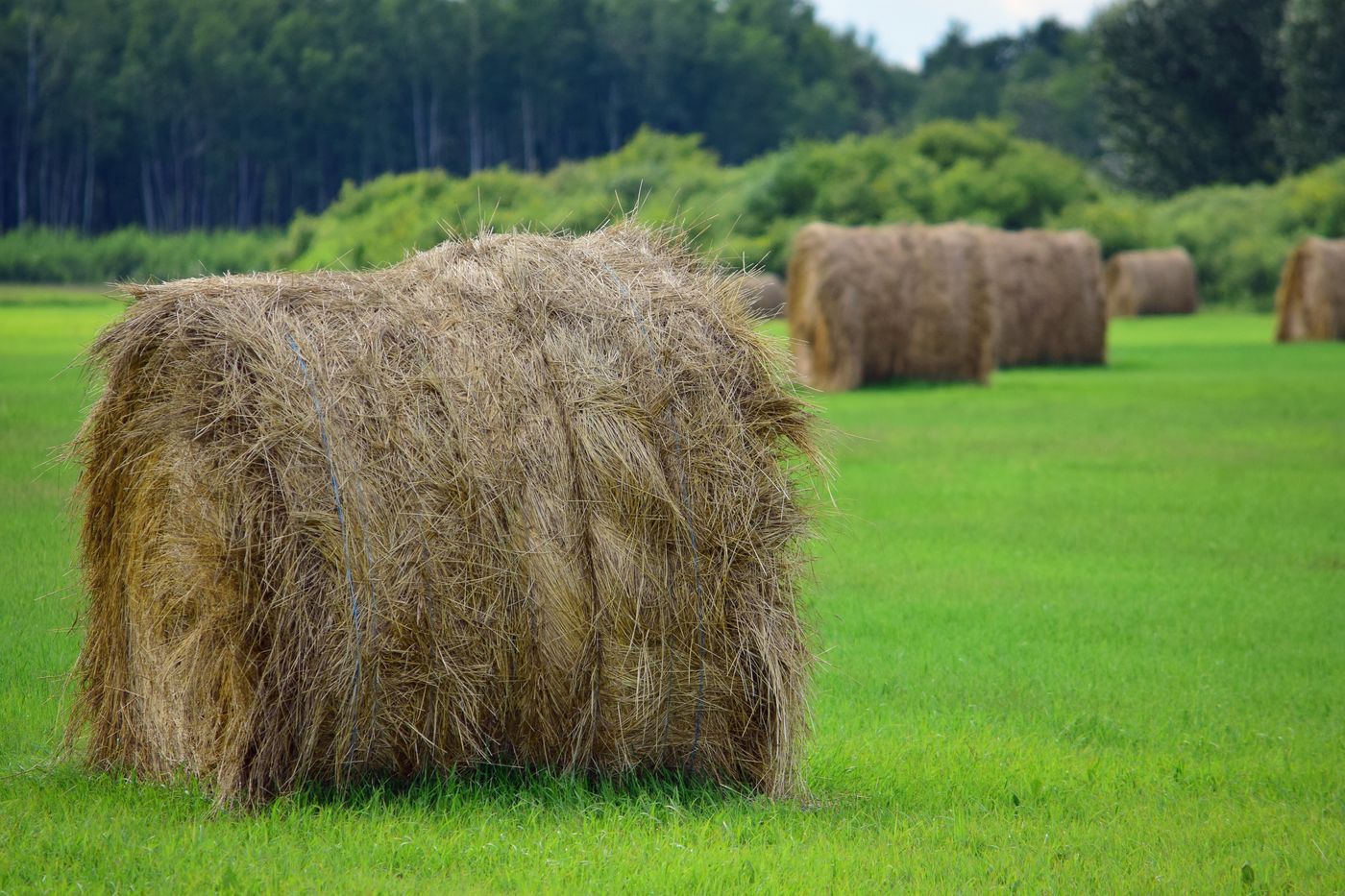 Round hay bales standing in a green pasture after cutting, with more bales in the background near a treeline