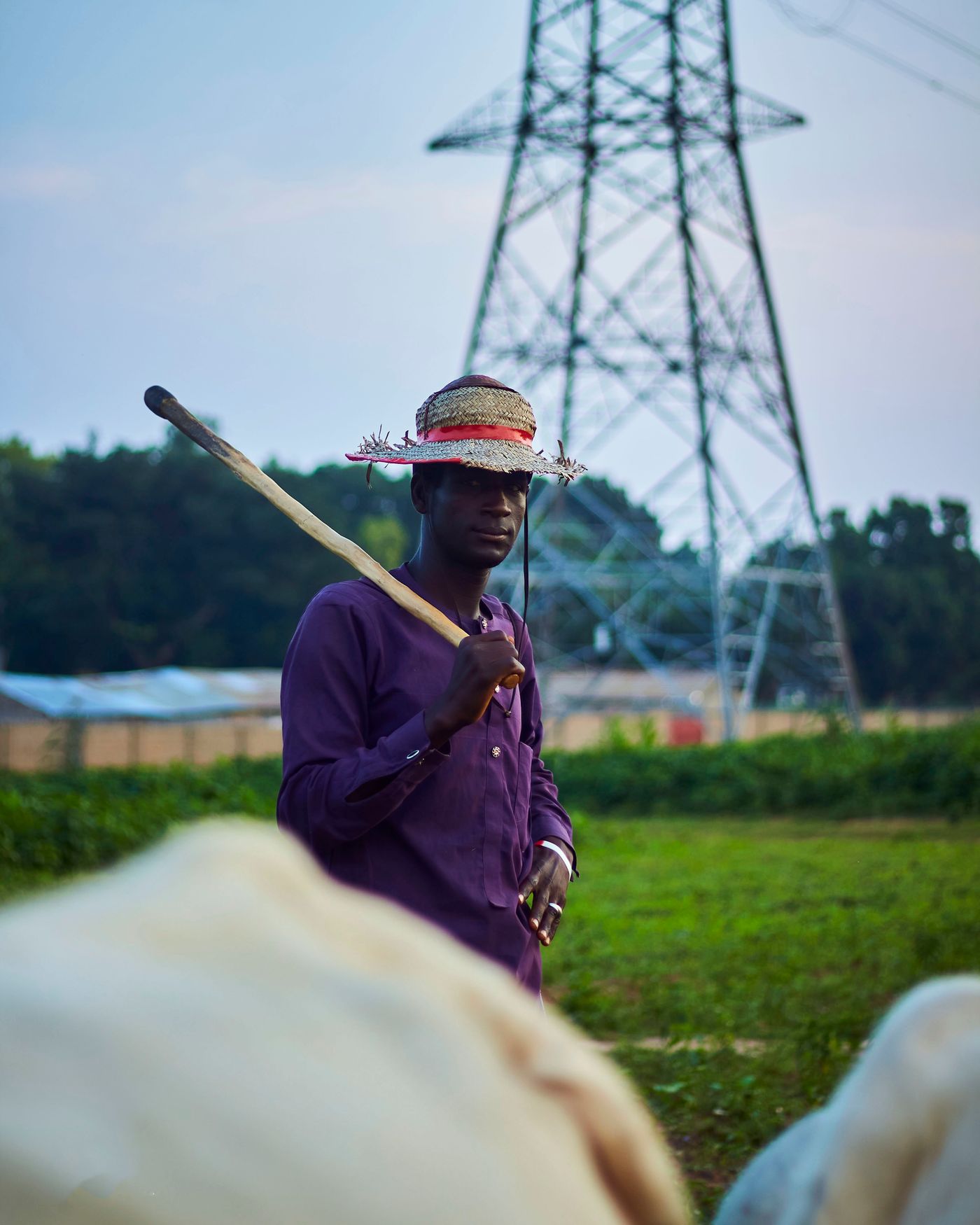 An African herdsman in a straw hat and purple shirt holding a stick over his shoulder among white cattle on green pasture, with a high-voltage power pylon behind him