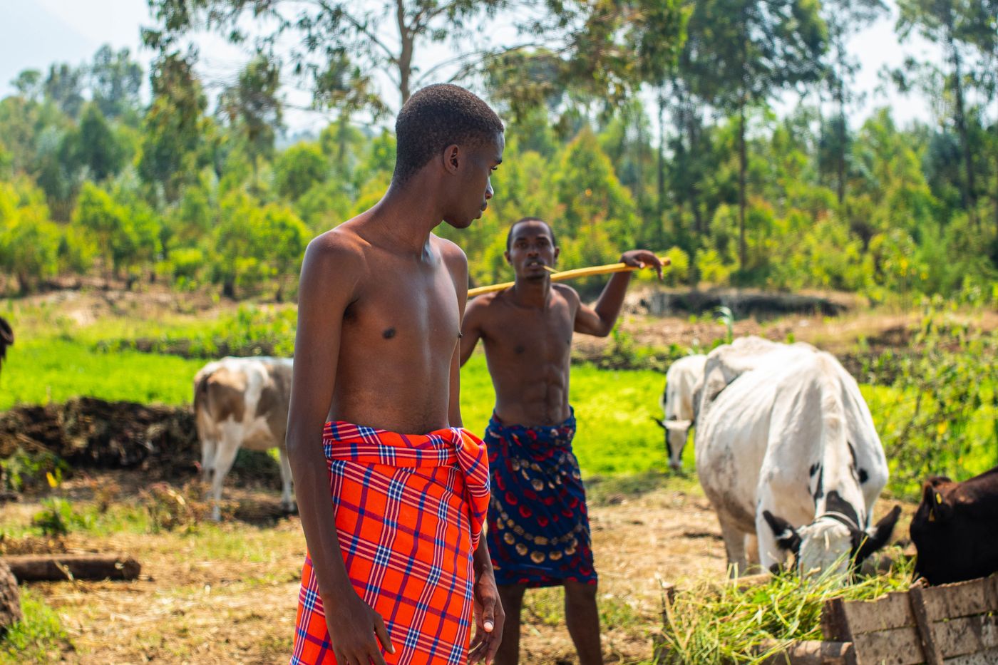 Two young herders wearing red and blue checked shukas standing with white and brown cattle grazing in a green pasture with trees behind, in East Africa