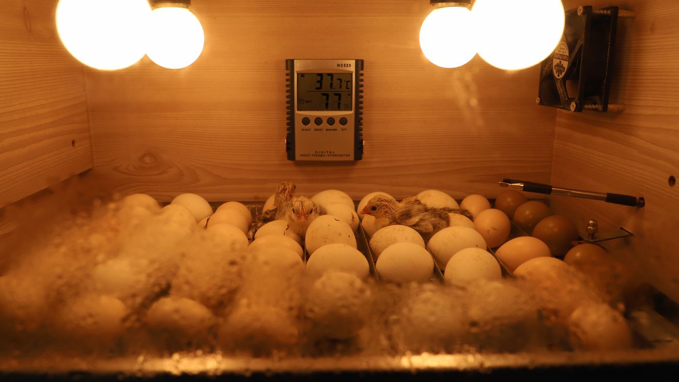 Inside an egg incubator: chicks hatching among eggs on a setter tray, with heat lamps, a circulation fan and a digital thermo-hygrometer on the wall