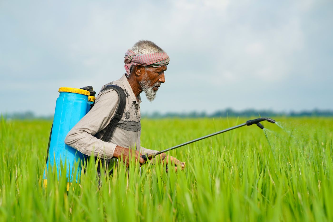 An older farmer in a bright green field working a blue knapsack sprayer, one hand on the pump lever and the other guiding the lance as spray leaves the nozzle