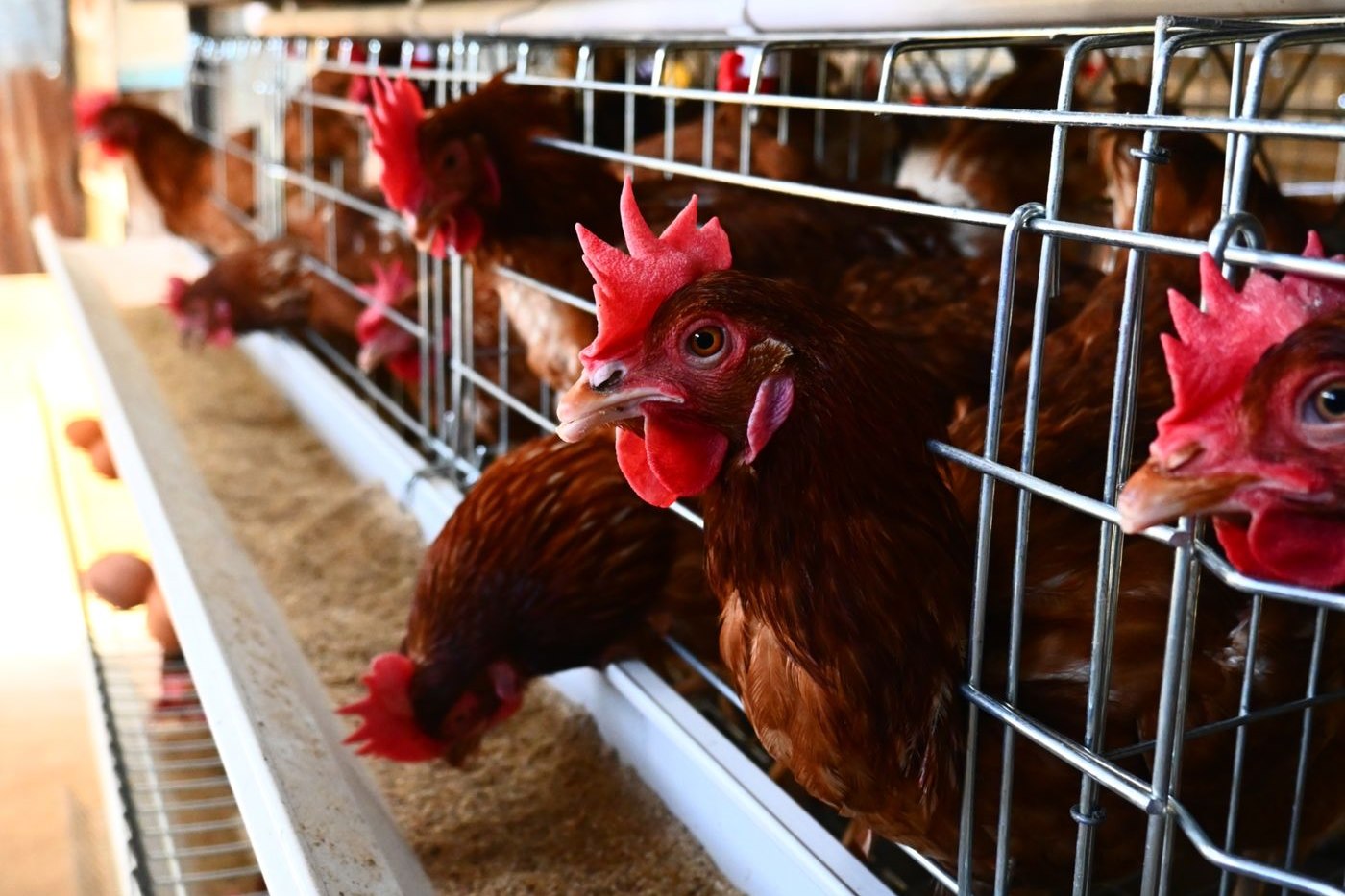 Brown laying hens feeding from the trough along the front of tiered layer cages, with freshly laid eggs resting on the collection rail below