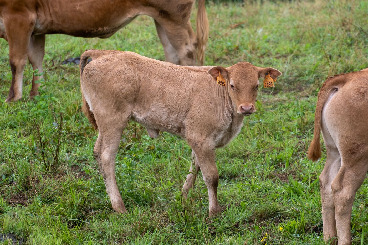 Young calf with numbered orange identification tags in both ears standing in a green pasture
