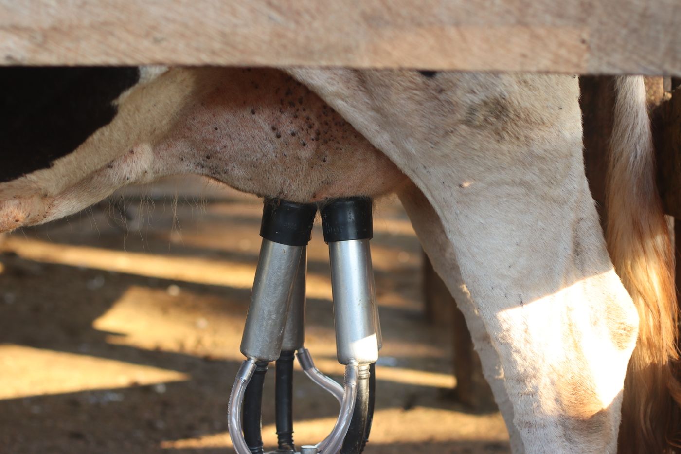Milking machine cluster with stainless teat cups attached to a cow's udder in a simple farm pen