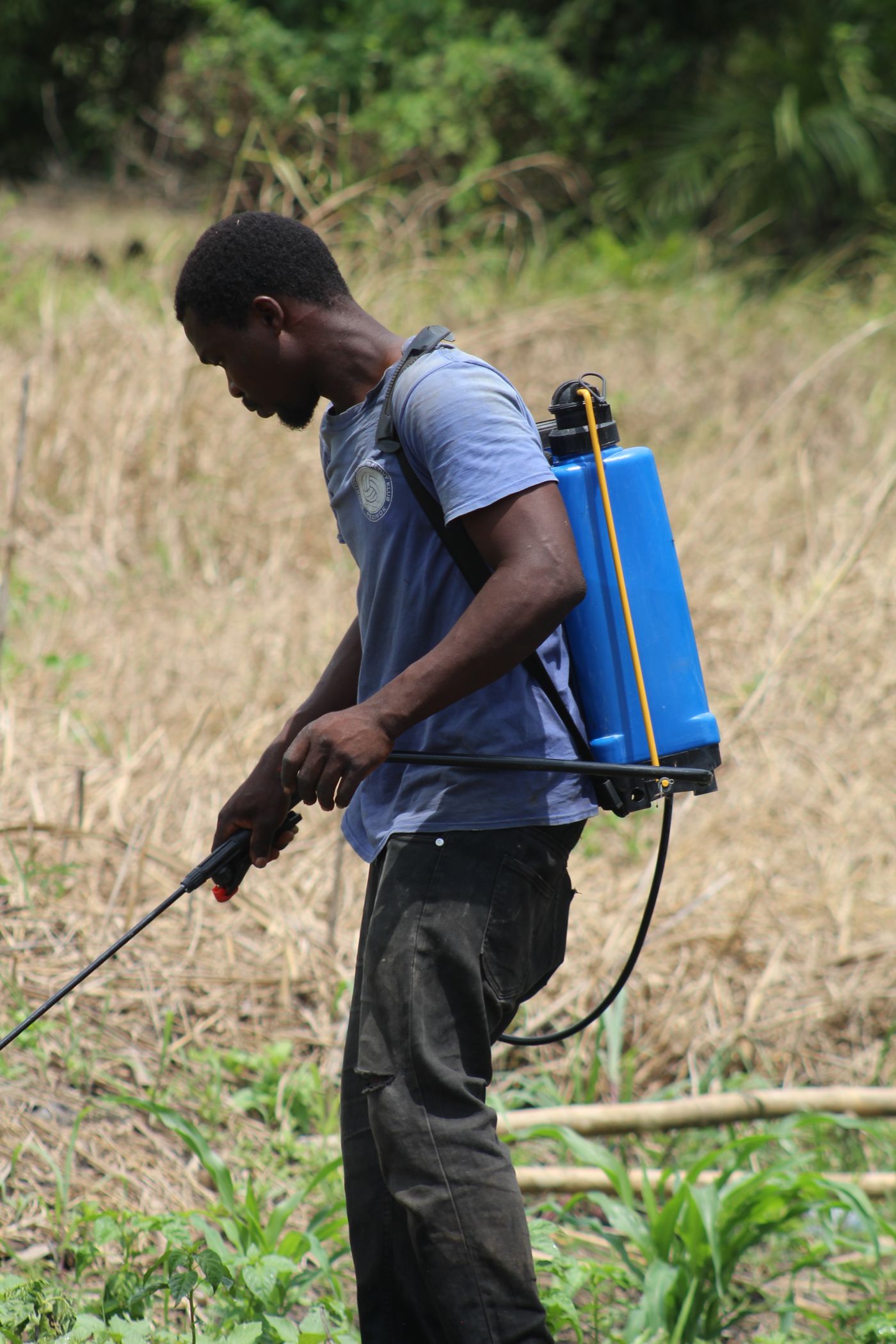 A Kenyan farmer spraying crops with a back-mounted sprayer in a green field