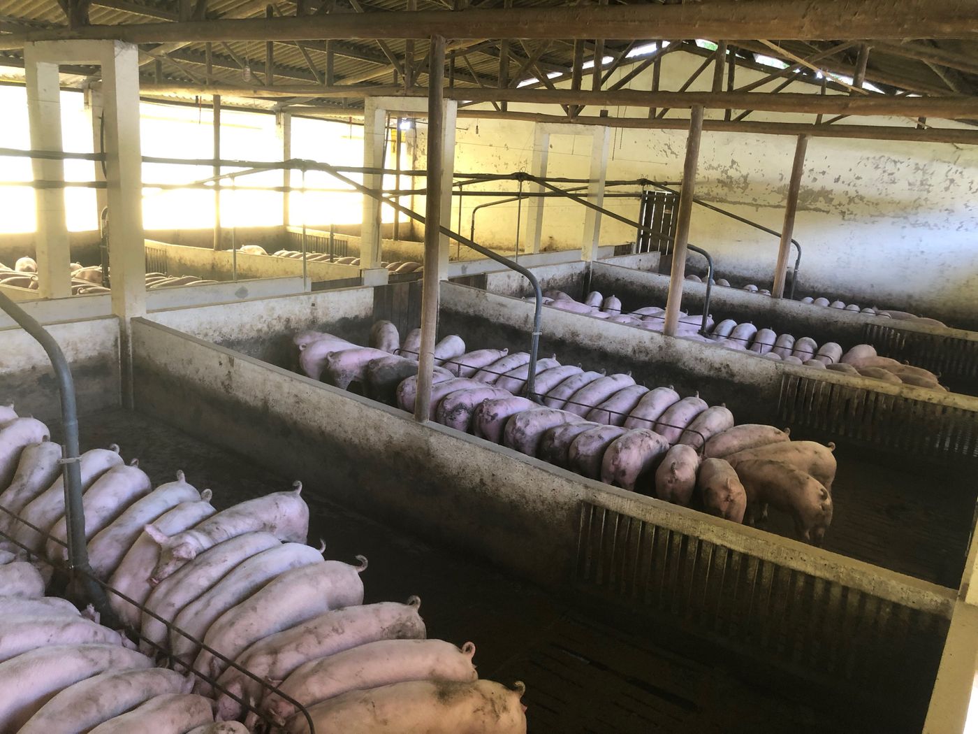 Rows of pigs in concrete-walled pens inside a bright open-sided piggery with feed troughs along the service passage