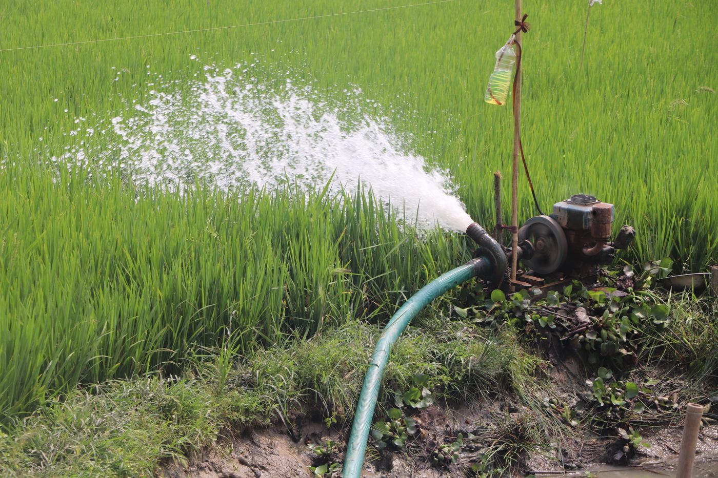 Small engine water pump beside a green field pushing water through a hose, the point where pump and pipe meet
