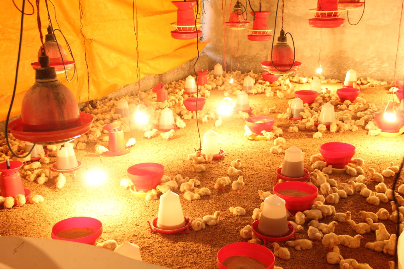 Bright brooding house with day-old chicks spread across litter under hanging heat lamps, surrounded by feeders and drinkers