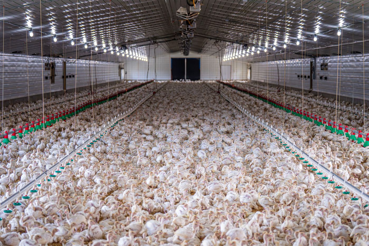 Large flock of white broiler chickens in a clean, brightly lit poultry house with feeder and drinker lines