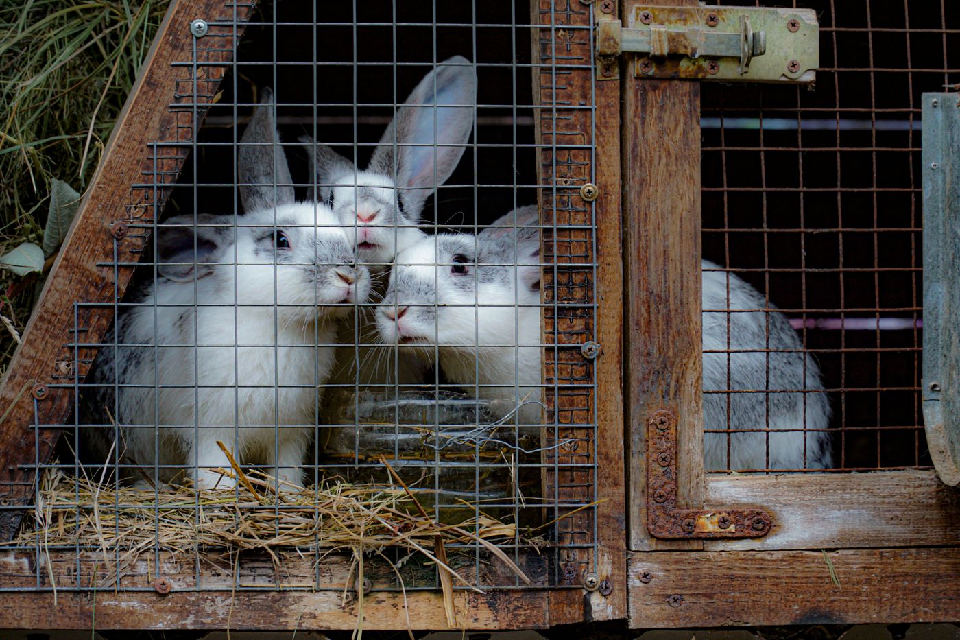 Three rabbits behind welded wire mesh in a timber-framed hutch with hay on the floor