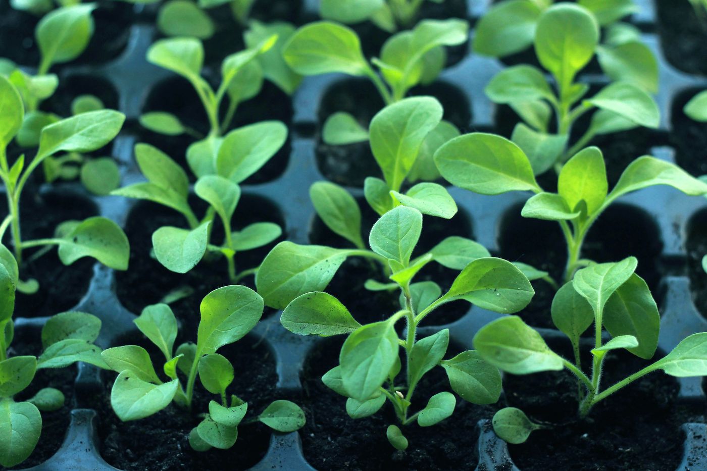 Rows of healthy young vegetable seedlings growing in the cells of a black plastic nursery tray