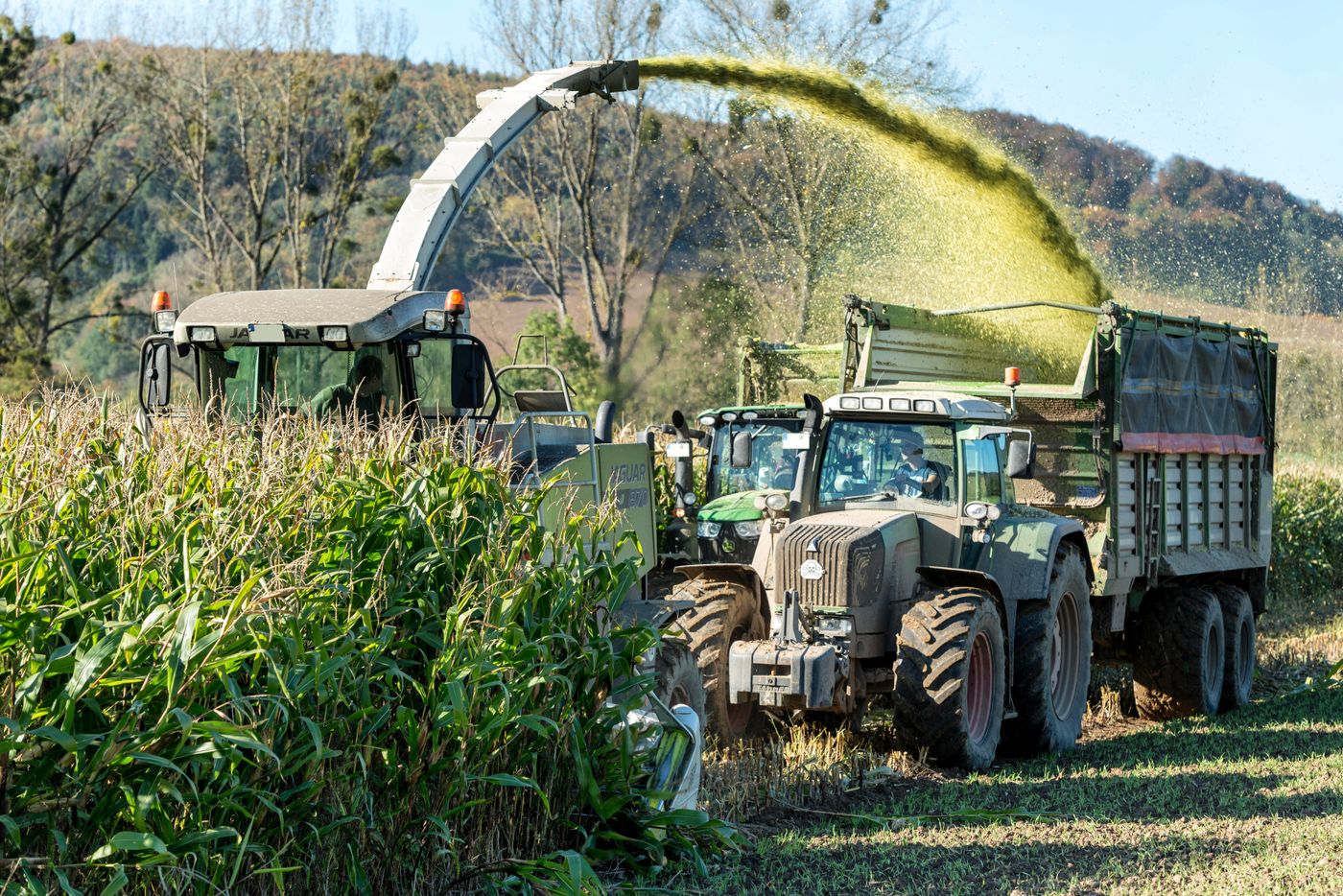 Forage harvester chopping maize and blowing fresh silage into a trailer during silage making